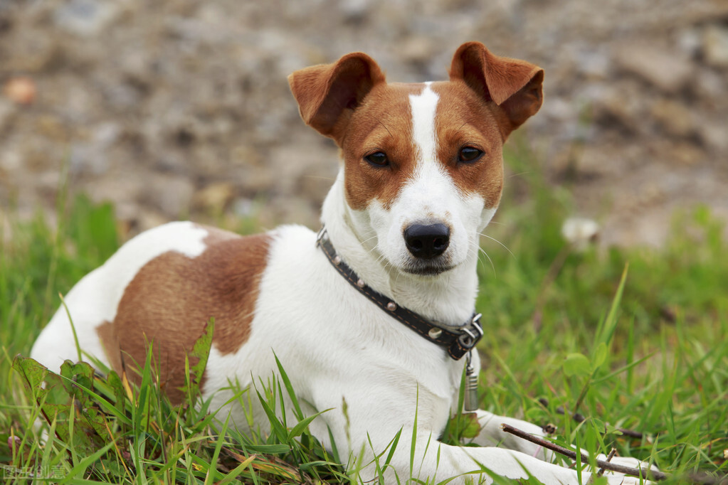 关于狗的乳腺肿胀如何治疗?
