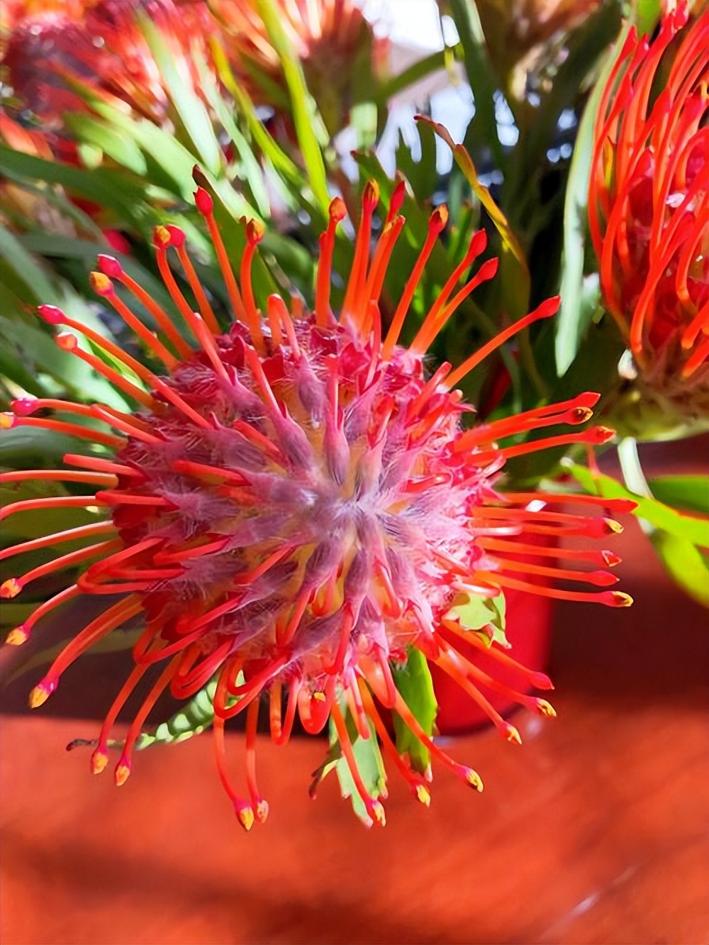 奇花异草有哪些都有什么特点,奇花异草大全罕见图文