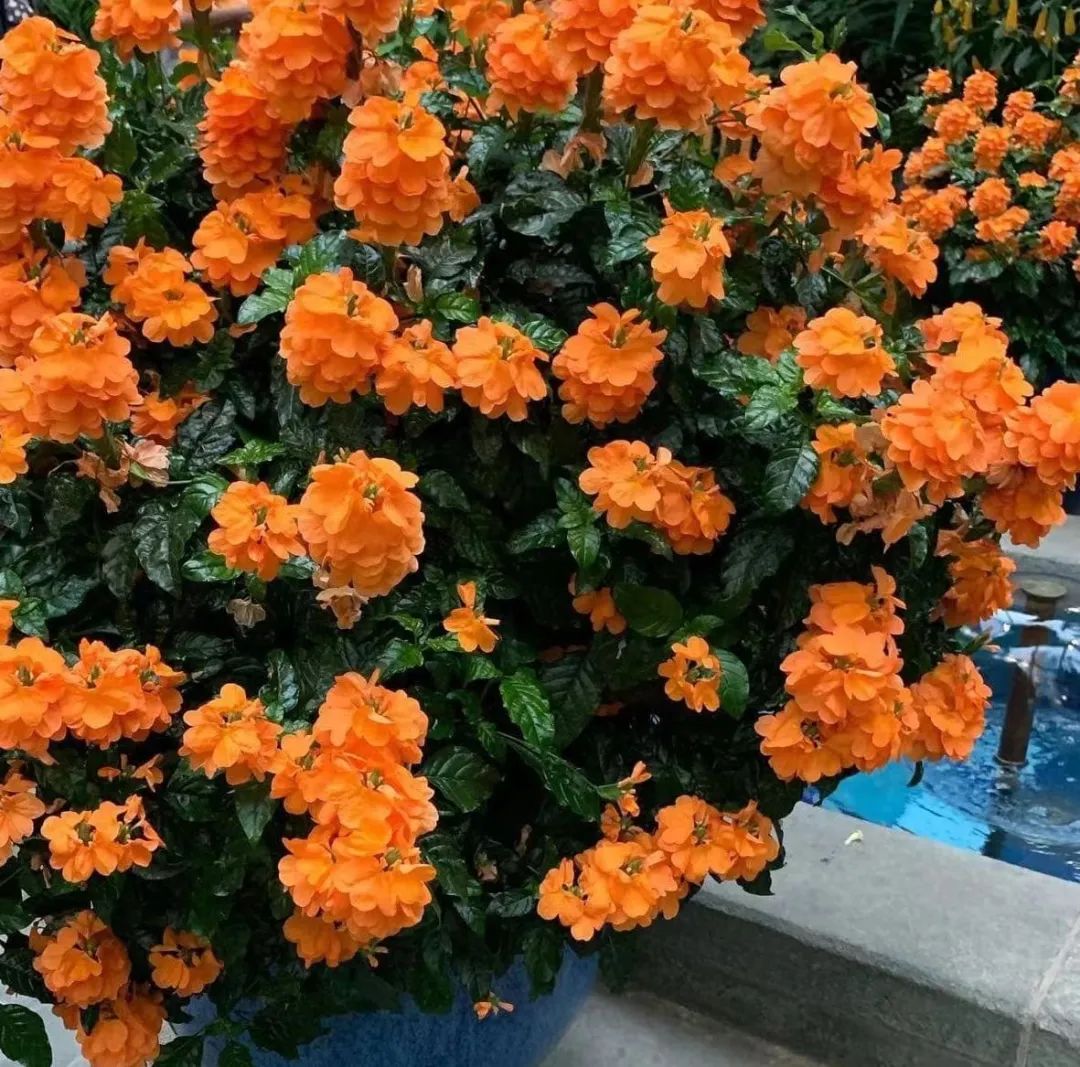 适合夏天养的7种花越晒开花越旺,夏天最能开的10种花越热越能开