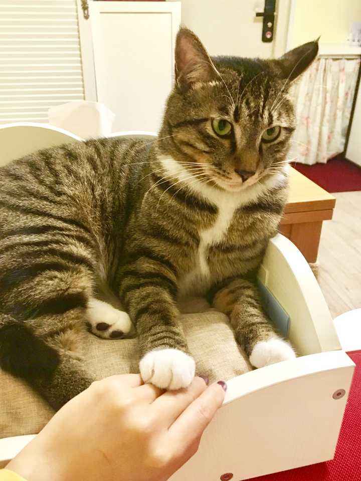 什么样的猫是旺家喵,旺家猫的长相和特征