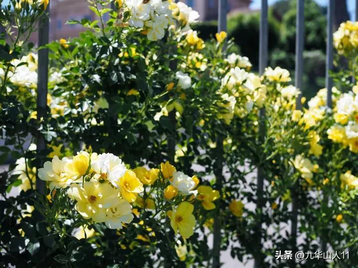 通过adr认证的月季品种,奥古斯塔路易斯月季是adr认证吗