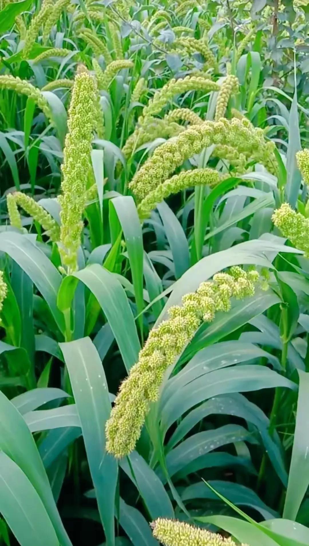 田园风光,田园风光的古诗