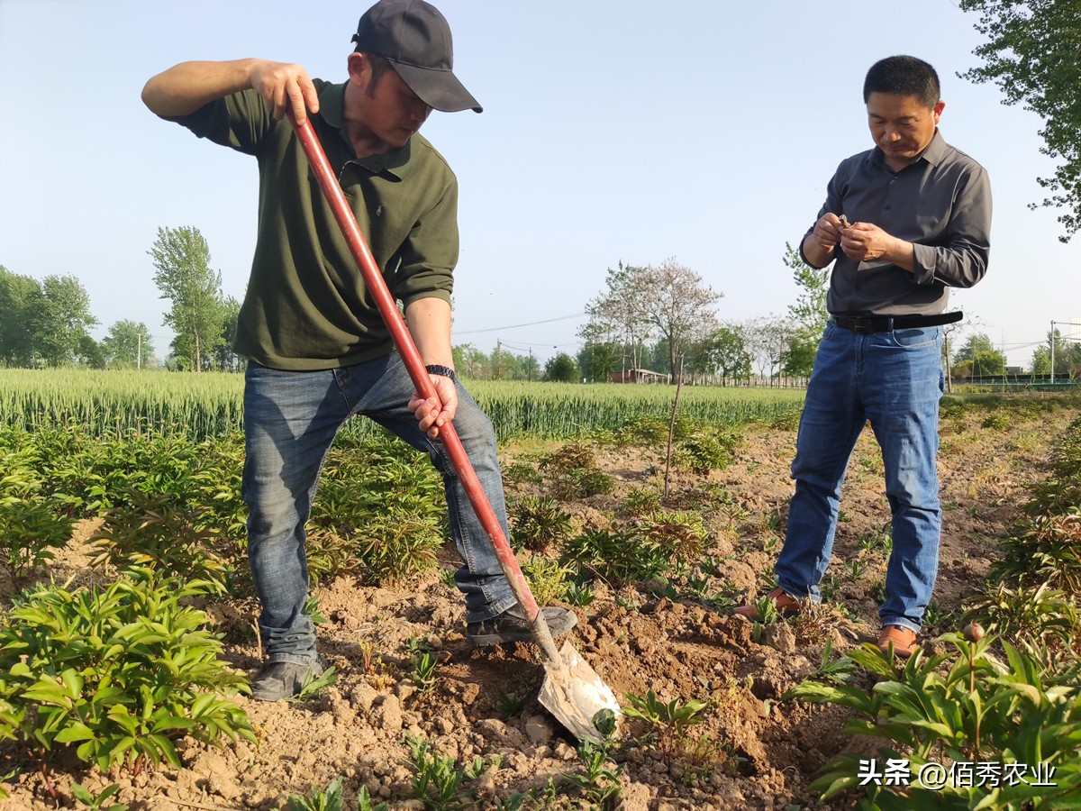 杀虫剂大爆发,杀虫剂市场容量以及变化趋势