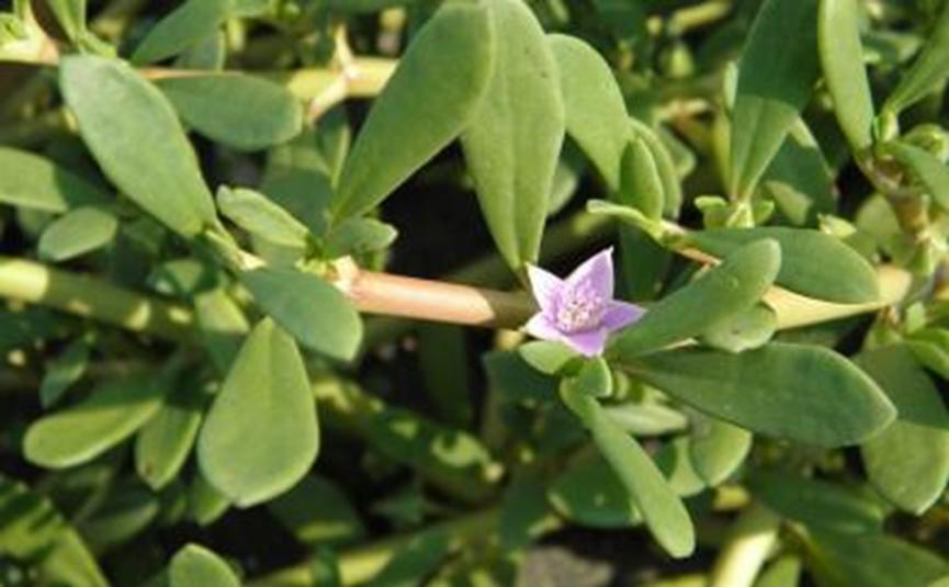 迪拜适合养什么植物,迪拜常见花草