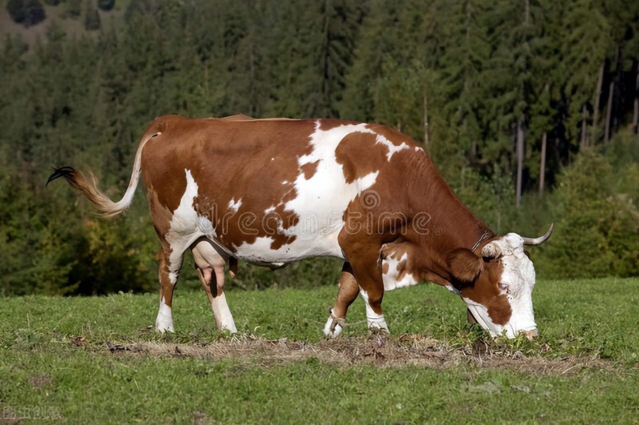 关于养牛技术及种牛的饲养技术,养牛人记住这几点帮你养好牛