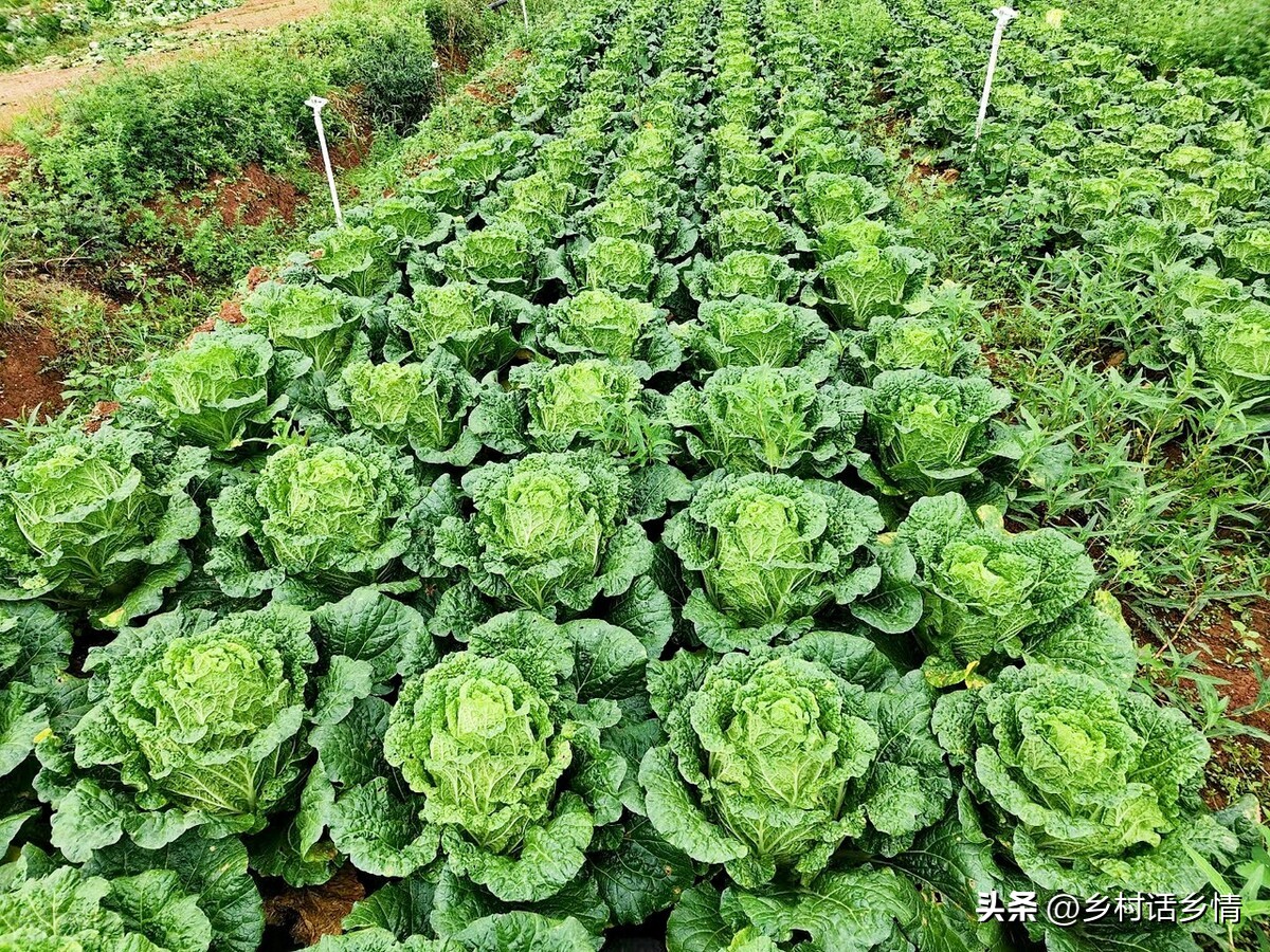 怎么发酵出来的种植酵素最好,酵素种植技术全过程
