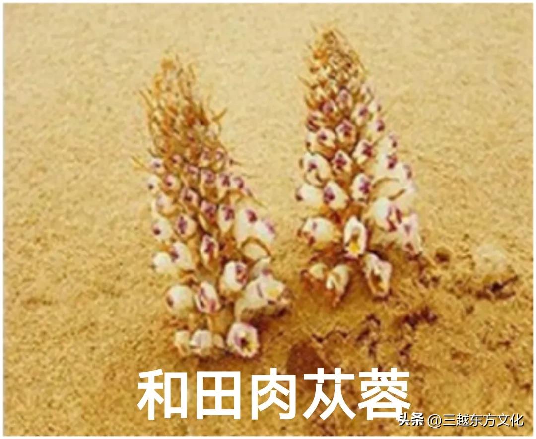 道地沙漠肉苁蓉产于哪个沙漠,道地中药材肉苁蓉