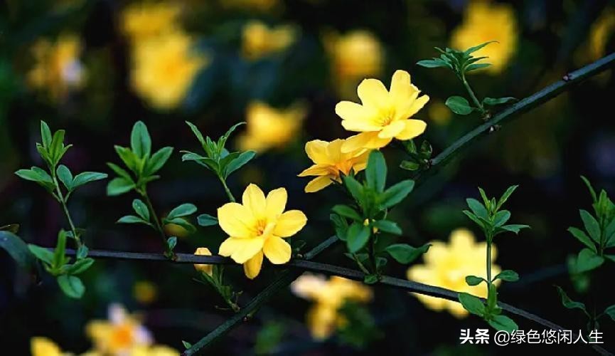 玉堂春富贵指哪些花,玉堂锦绣富贵春寓意