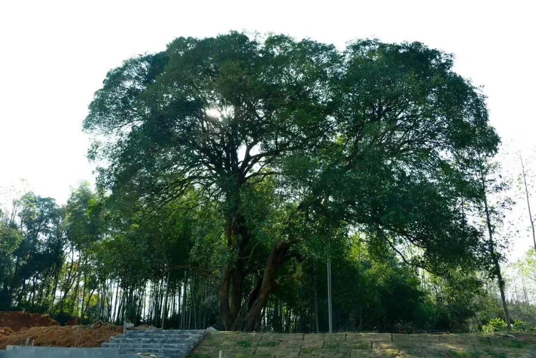 值得来看看古村落,崇阳野生古桂群迎保护性修复