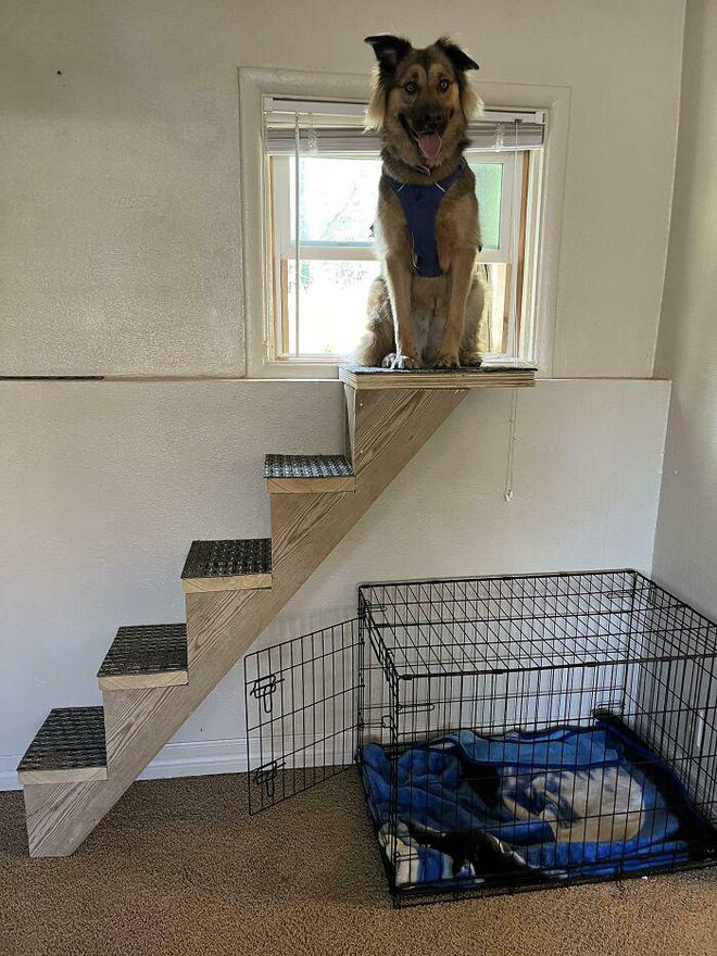 一身反骨的狗狗也有温柔的一面,天生反骨狗狗