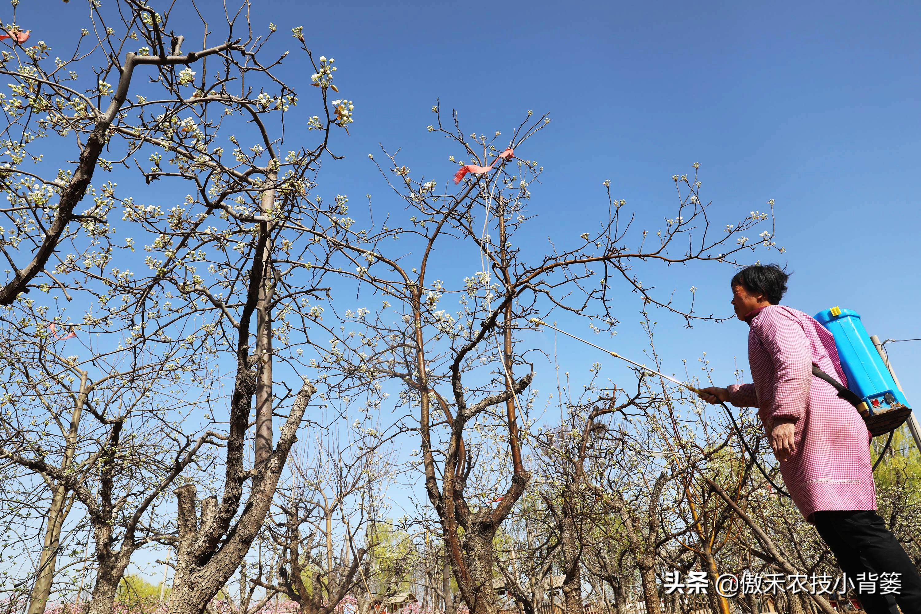 杀虫剂吡虫啉好还是啶虫脒好,杀虫剂吡虫啉的特性及使用方法