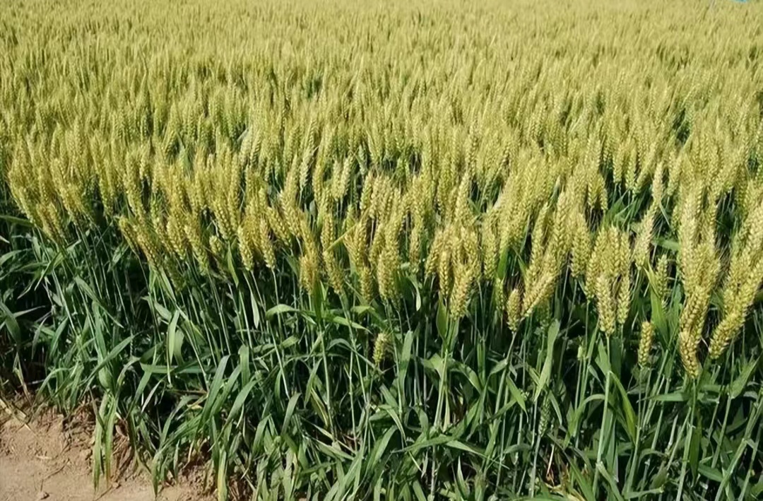 我们连年满车满船地从海外买粮食，中国的饭碗还能端得稳吗？