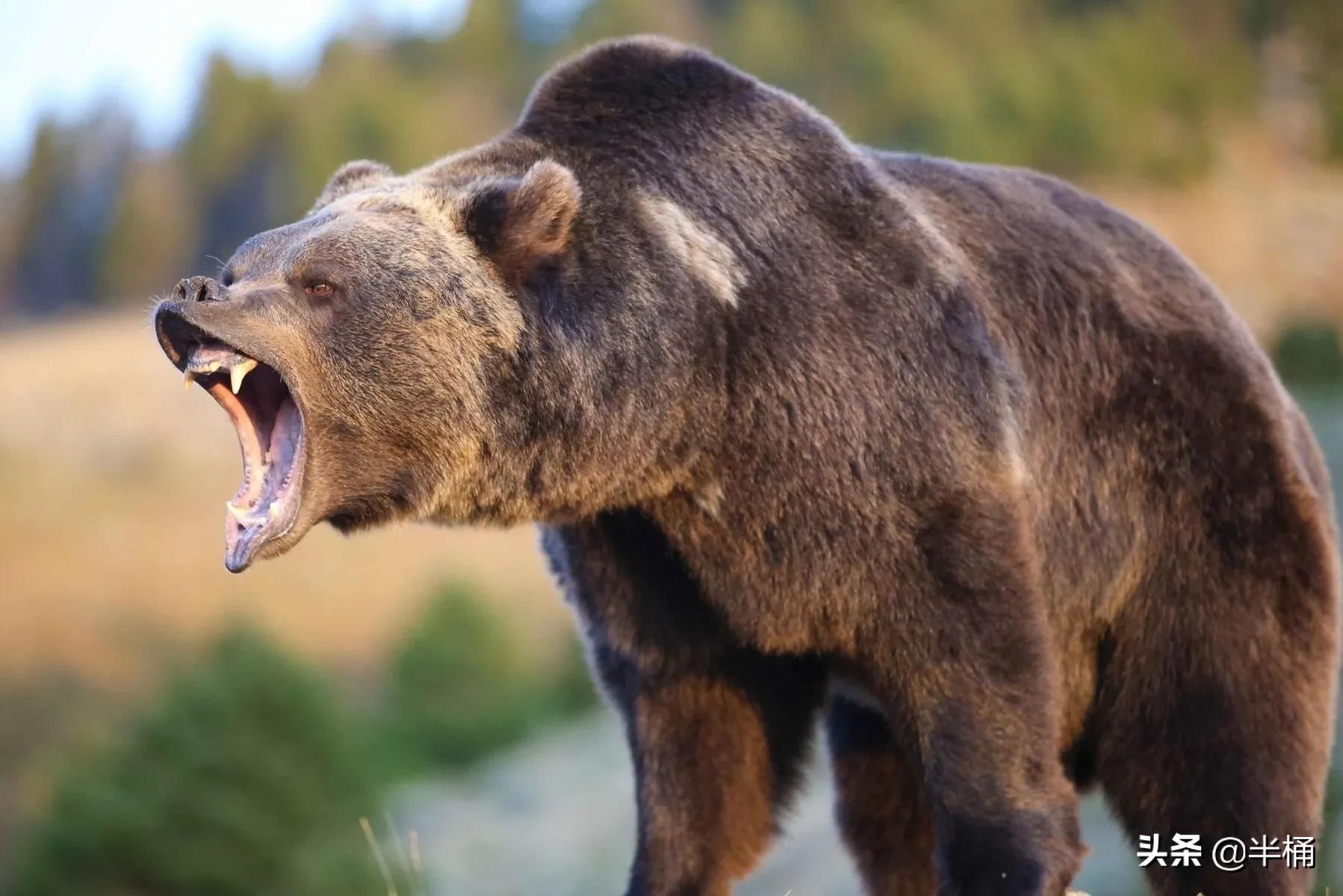 熊冬眠被挖出来,熊冬眠后被人吵醒了还会继续睡吗