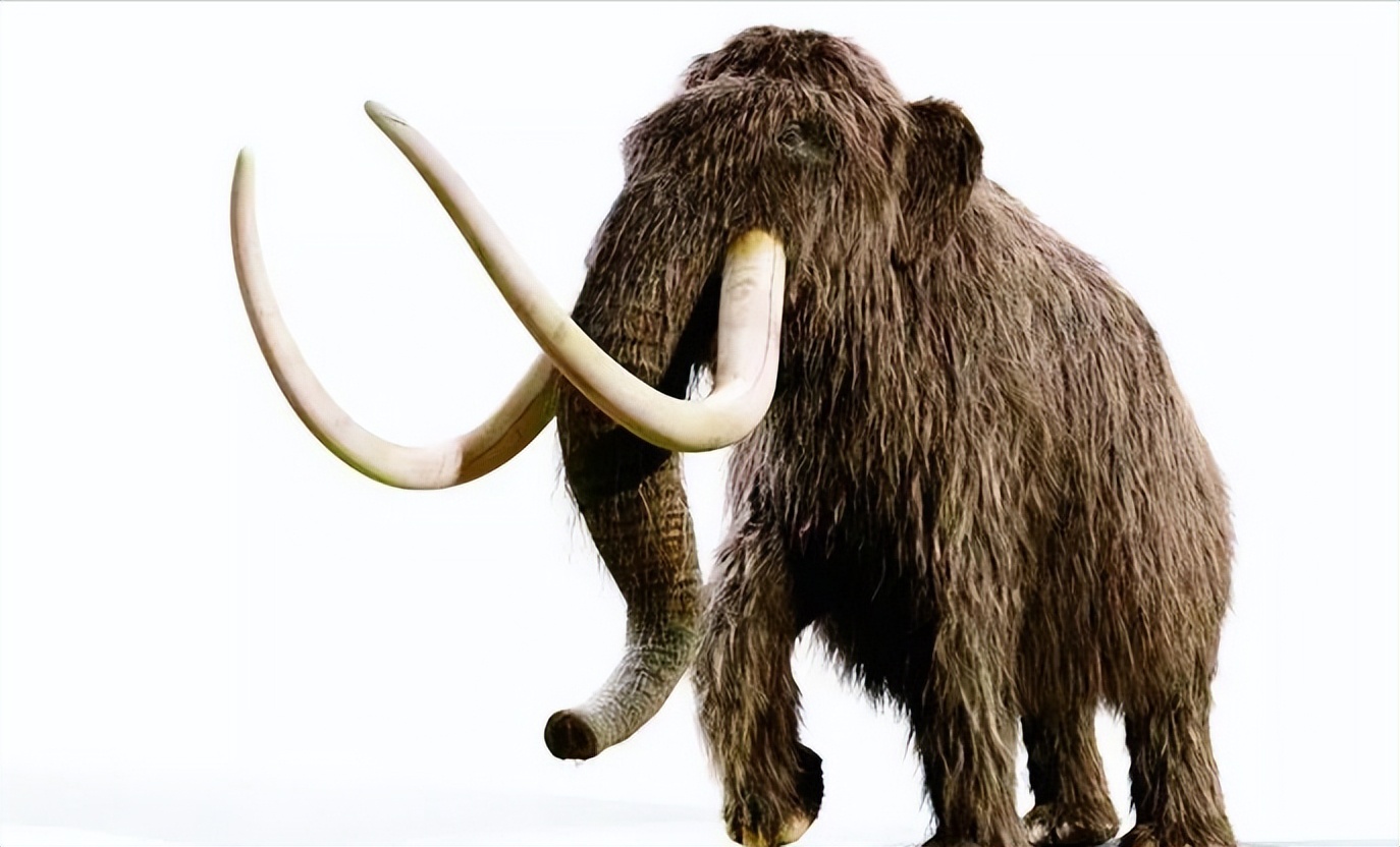 猛犸象基因组打破最古老dna的纪录,猛犸象与非洲象的基因对比