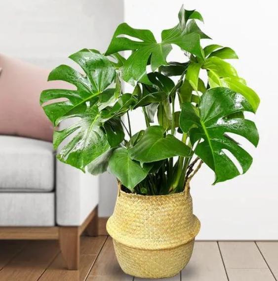 除甲醛的绿植如何摆放,屋里摆什么绿植除甲醛最快