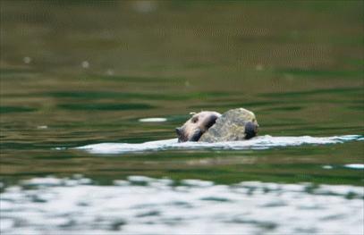 交配明明是为了繁衍后代,为什么雄性海獭,要将雌性折磨致死?