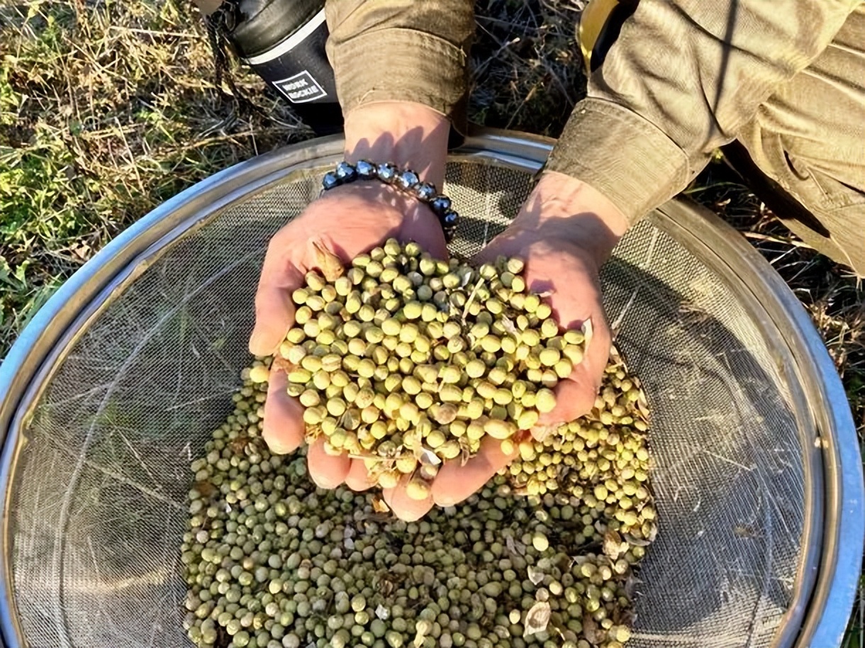 销量飙升384%，日本百年豆腐品牌借植物肉东风焕新生长