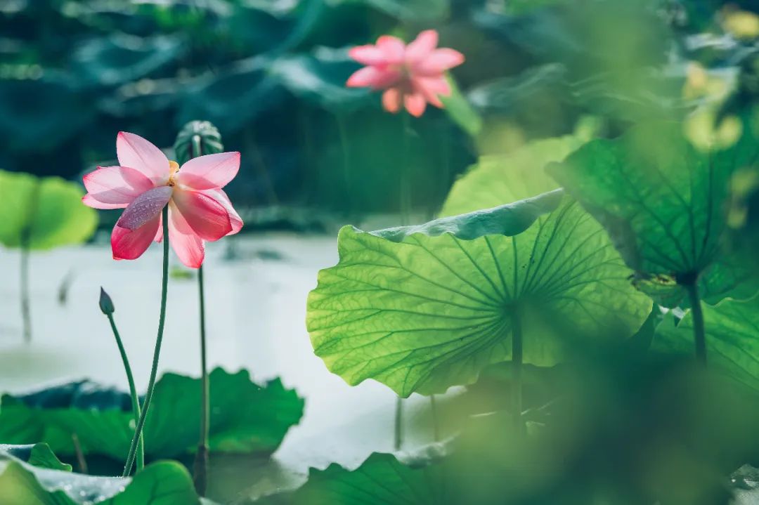 夏至节气的美好短诗词,夏至已至愿你在诗词中清凉一夏