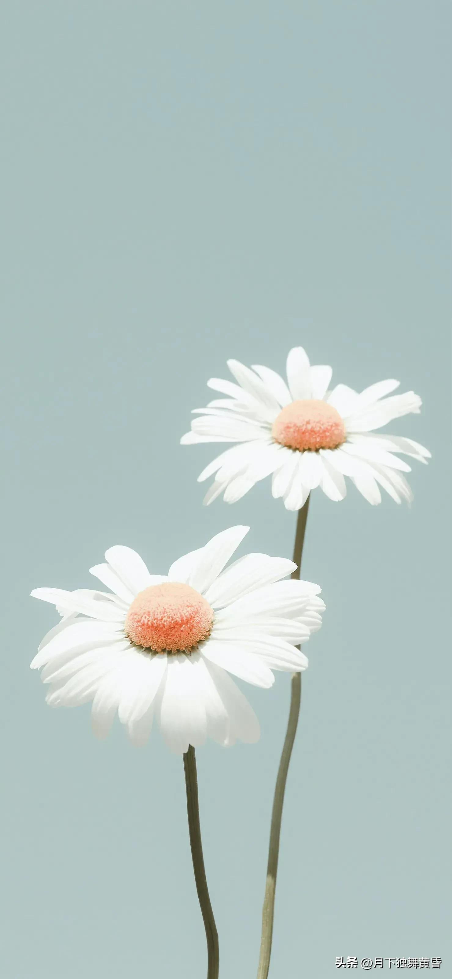 夏天壁纸图高清,壁纸夏天的太阳