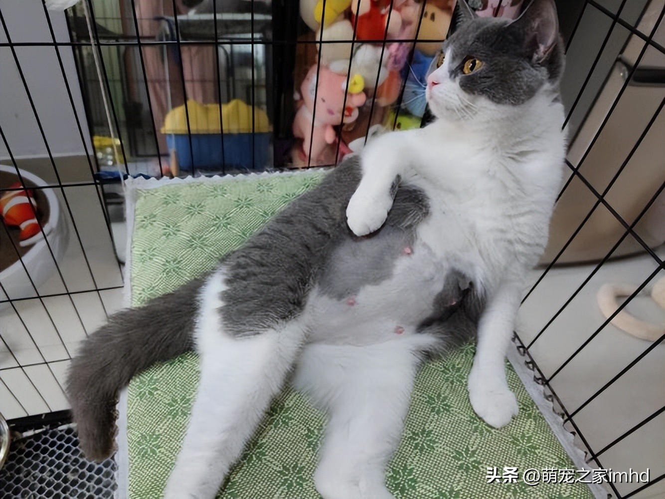 猫咪怀孕后什么时候再怀孕,如何了解自家狗狗怀孕多久了