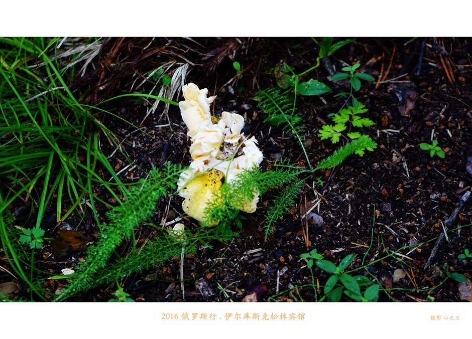 俄罗斯旅行记完整视频,俄罗斯行摄