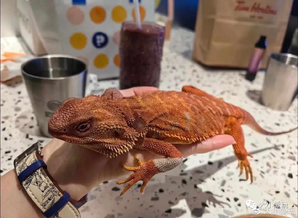 帝都有哪些好吃的餐厅,周末带娃去的餐厅推荐