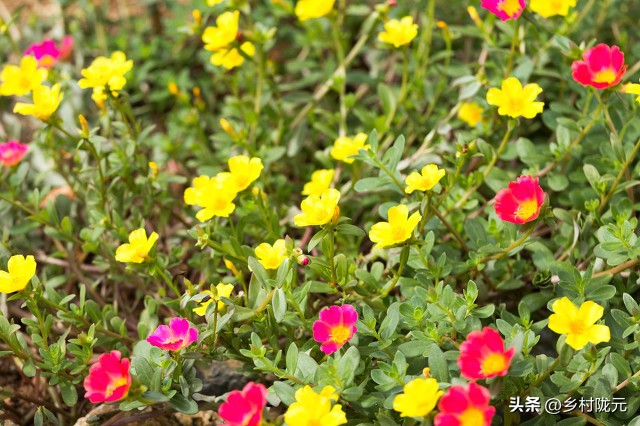 马齿苋种植方法全过程,种植直立马齿苋要什么技术