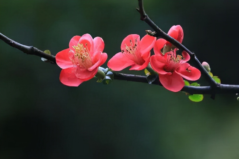 王维诗词最佳十首完整版,王维诗文作品100首