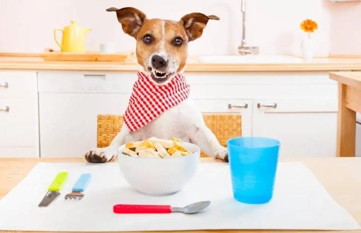 狗狗肠胃疾病有哪些表现,怎么判断狗狗有没有肠胃病