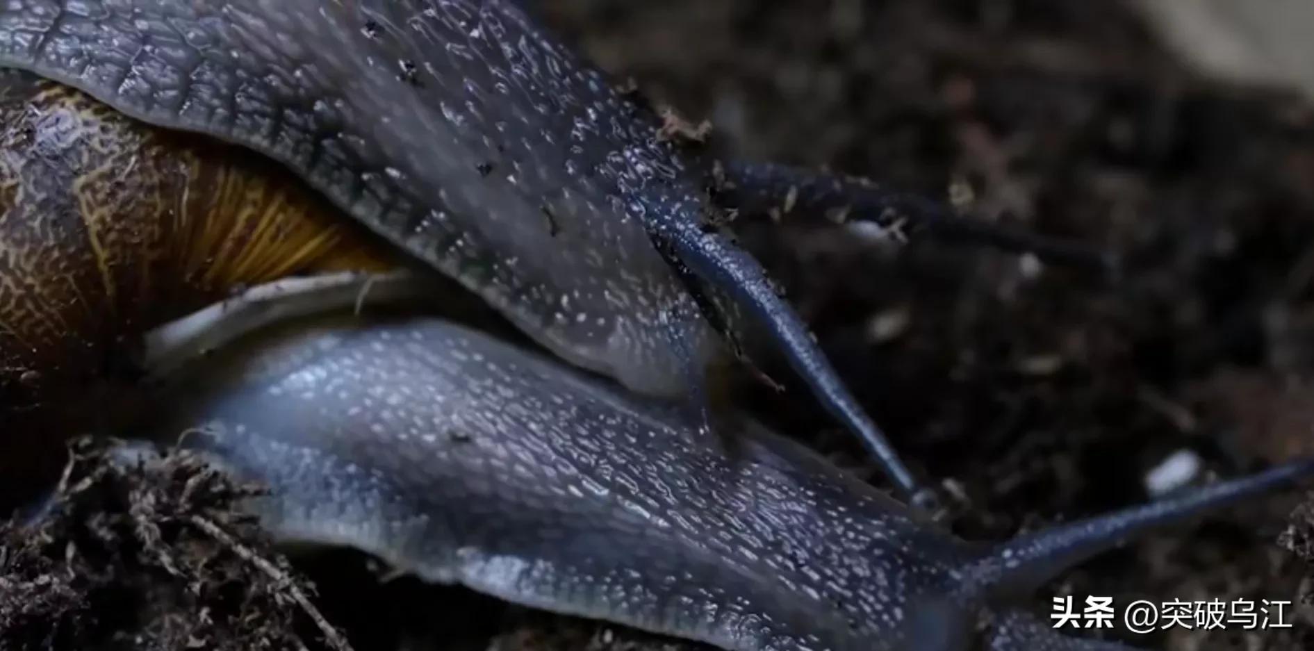 非洲大蜗牛在中国泛滥成灾，非洲人年吃15000吨，中国人不敢吃？