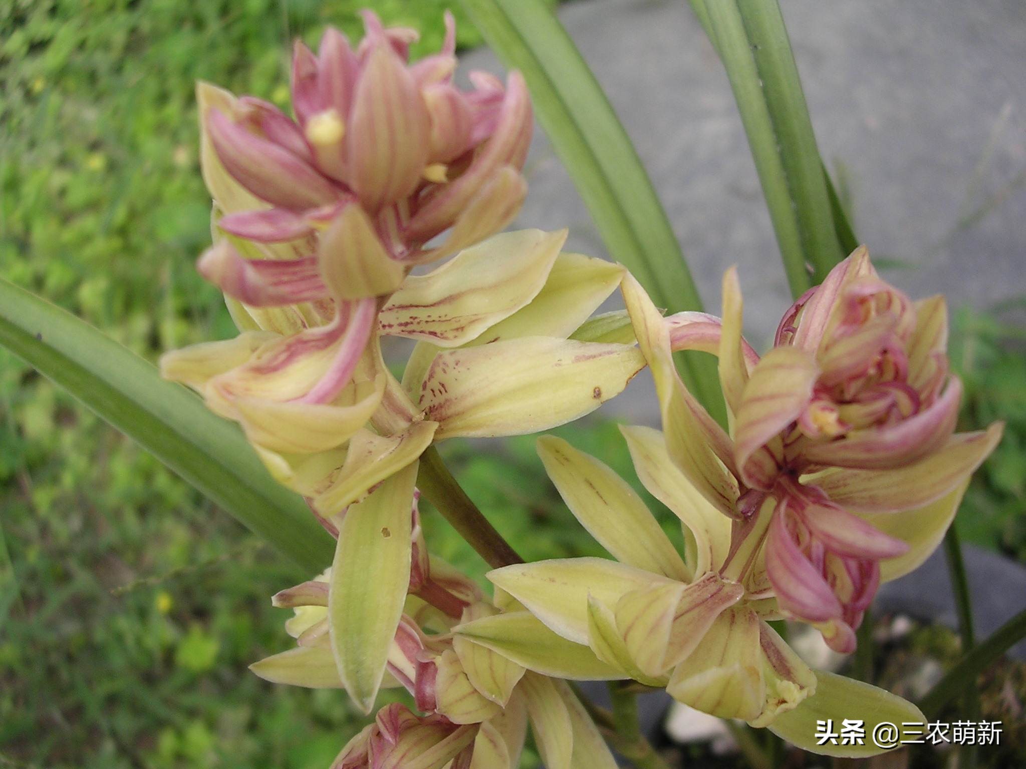 什么样的兰花好养并且花好看且香,兰花哪个品种好活好养又好看