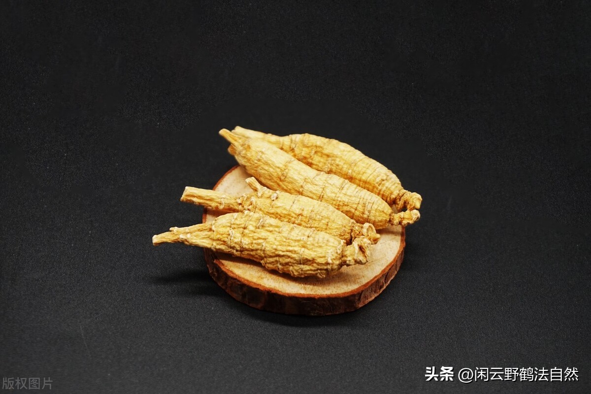 西洋参养生茶提高免疫力,西洋参可以调整免疫系统