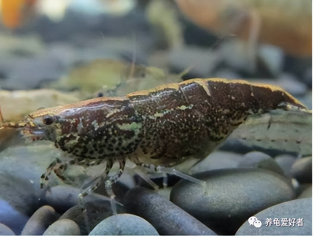 龟池清理粪便的动物,可以清除龟屎的生物