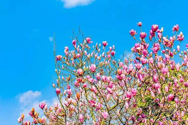 关于春的现代诗短诗自创,写春风的自编诗