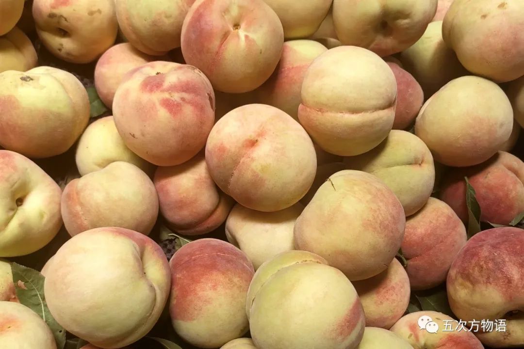 蔷薇科水果是什么,蔷薇亚科著名水果