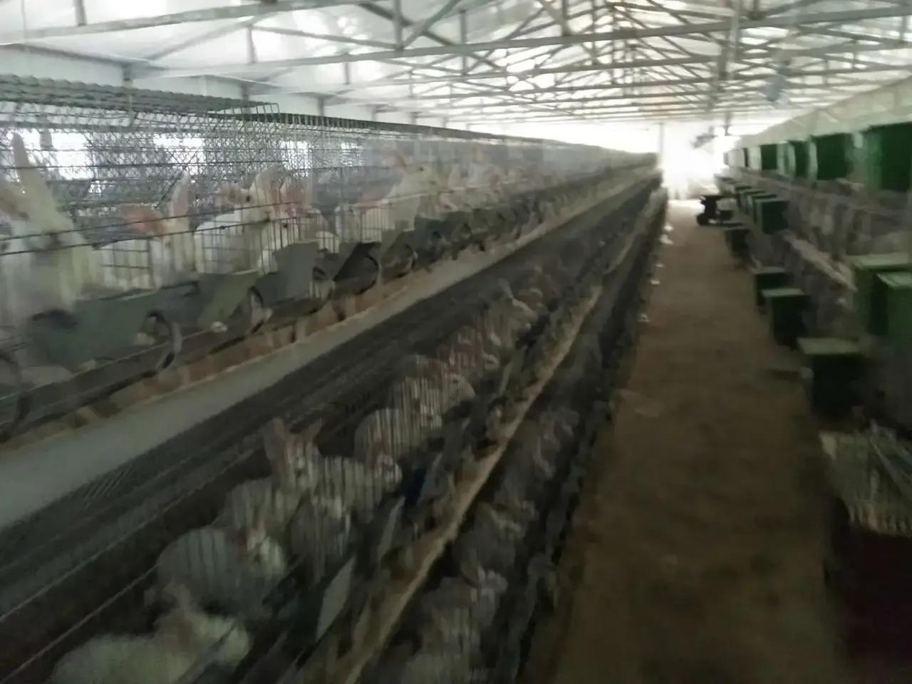 兔子养殖技术用什么方法最好,小白兔养殖创业项目