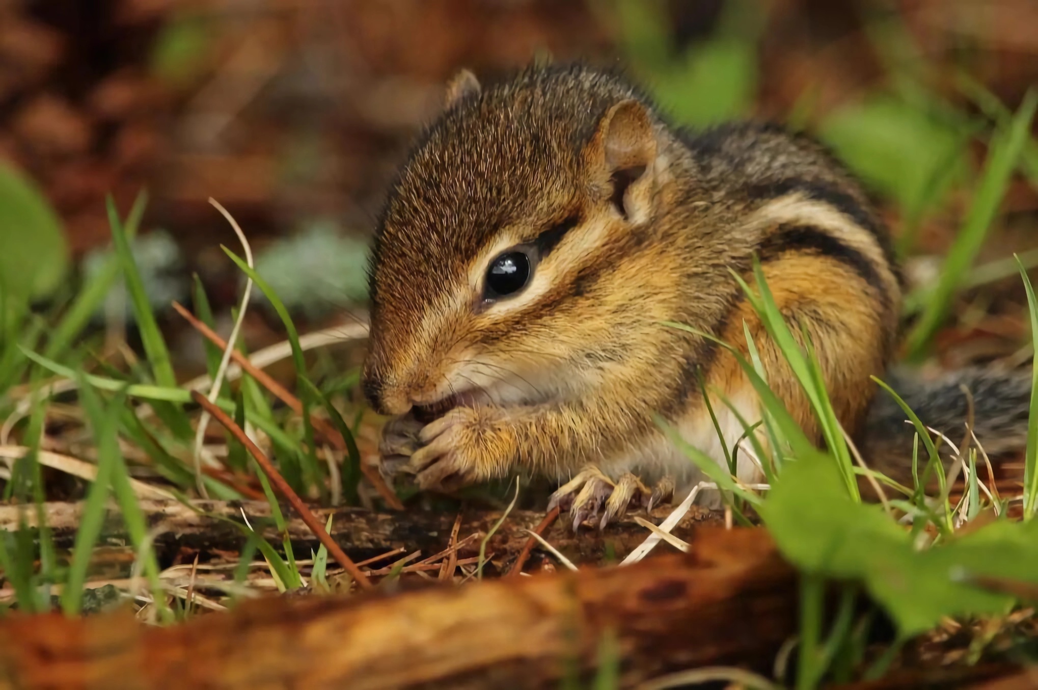 迷你世界探索宠物隐藏秘密,盘点宠物幼崽