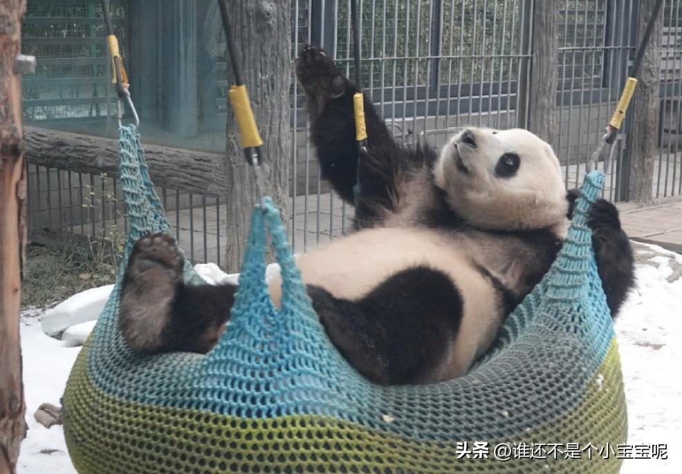 每天认识一只大熊猫七仔,大熊猫福星胖大海胆小