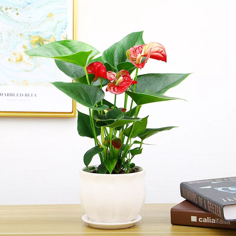 冬天红掌怎么养才能更旺盛,怎样养好红掌开花