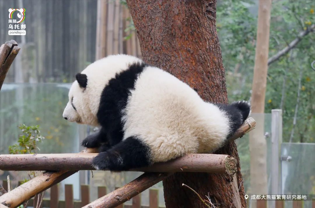 说起熊猫动画片，不会只想到功夫熊猫吧？