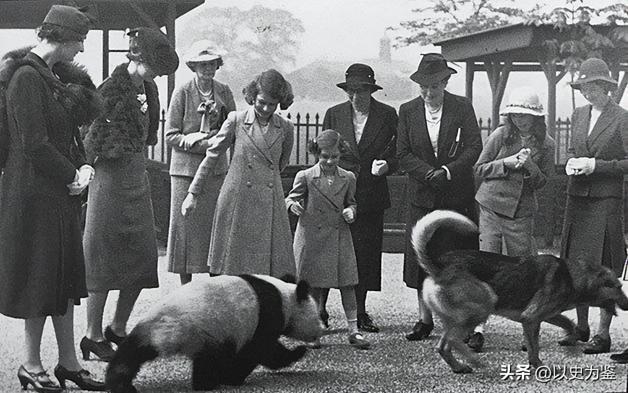 被偷的12只大熊猫,1939年被偷到英国的大熊猫