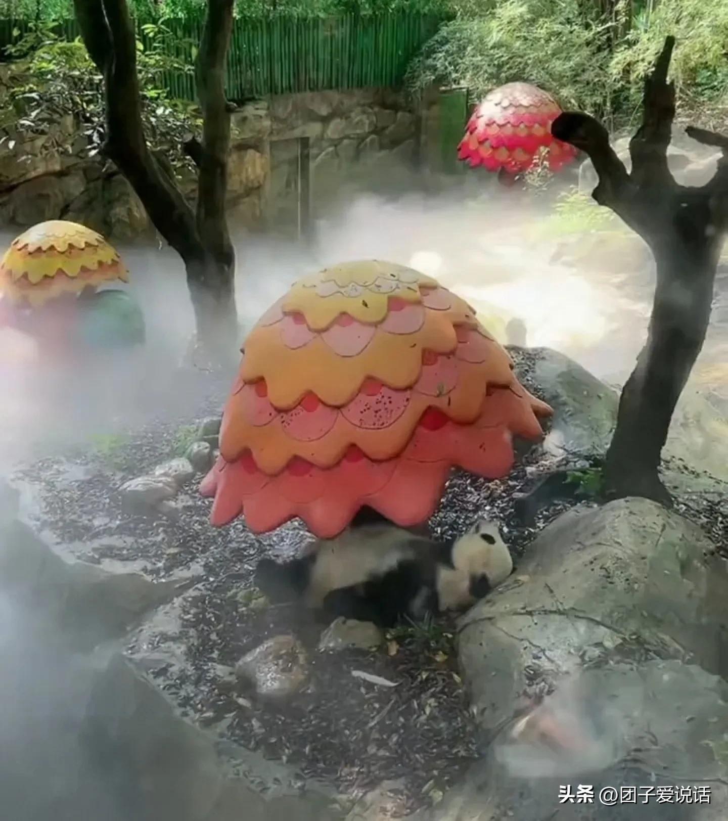 广州长隆野生动物园的大熊猫,广州长隆野生动物世界大熊猫