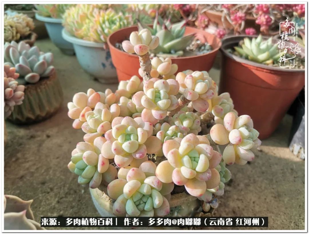 多肉组合美图大全,多肉对比图照片制作模板