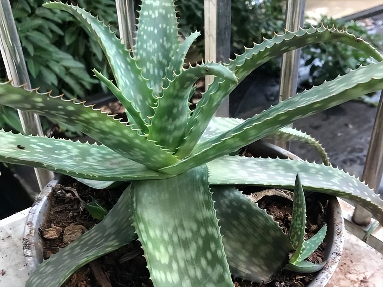 卧室适合放哪种花,室内净化空气的花卉