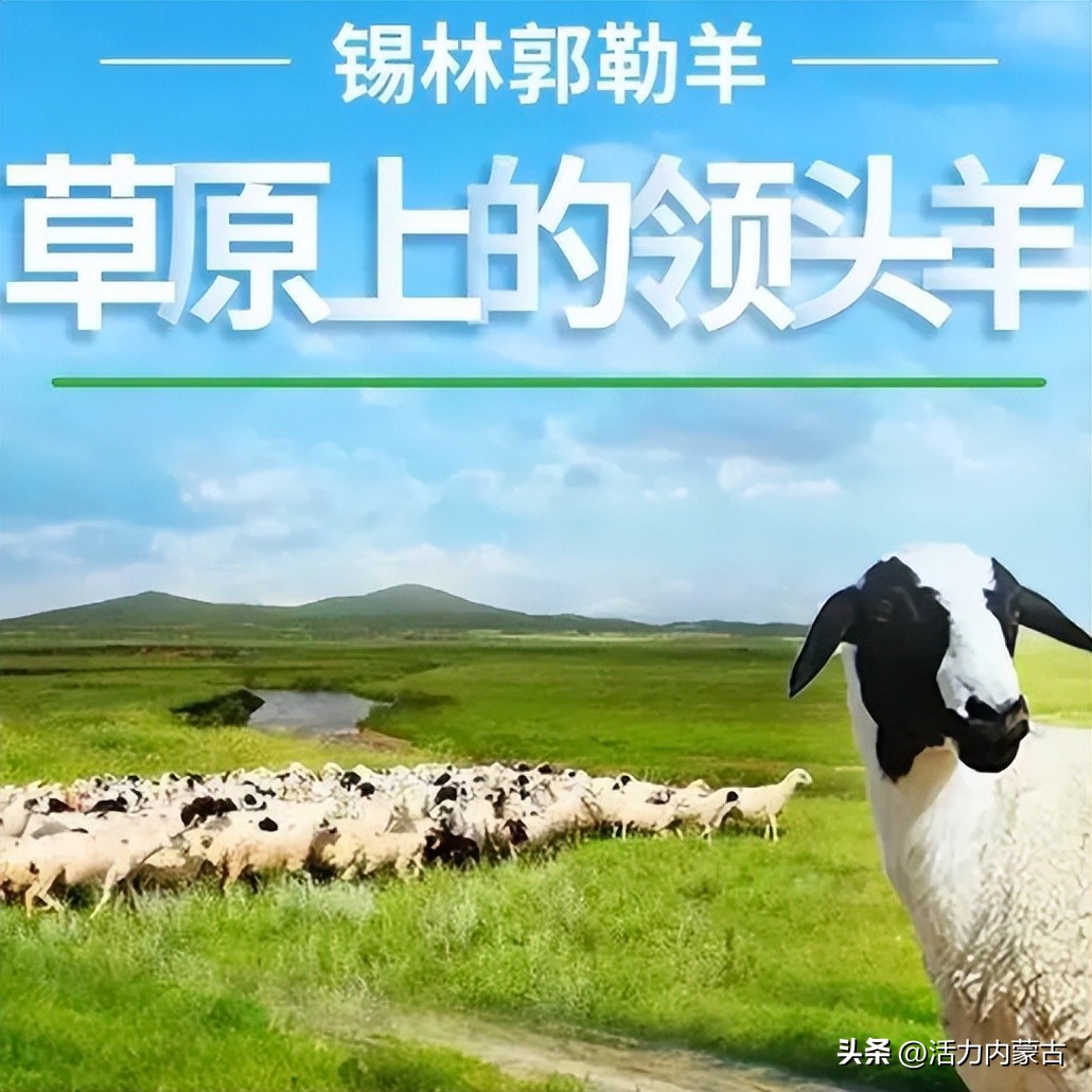 这场“羊”运会，内蒙古申请出战！
