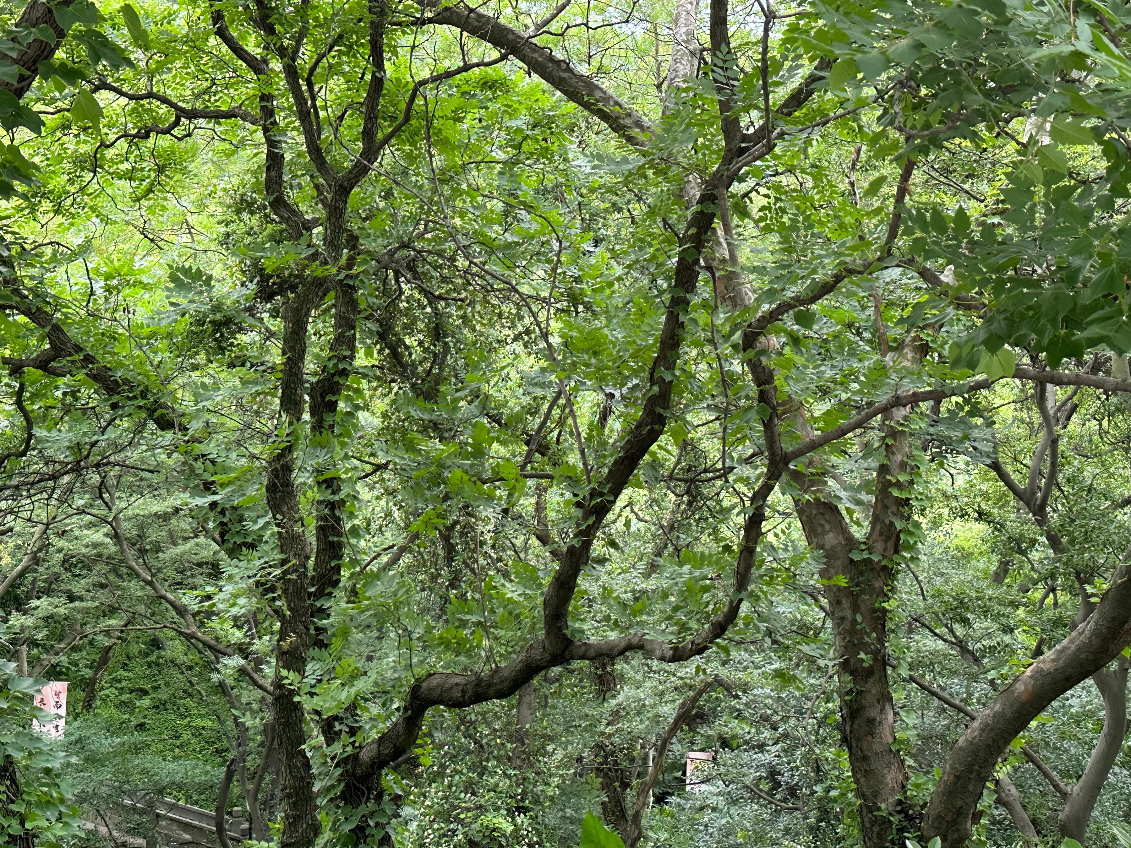 南京溧阳天目湖,南京茅山简介