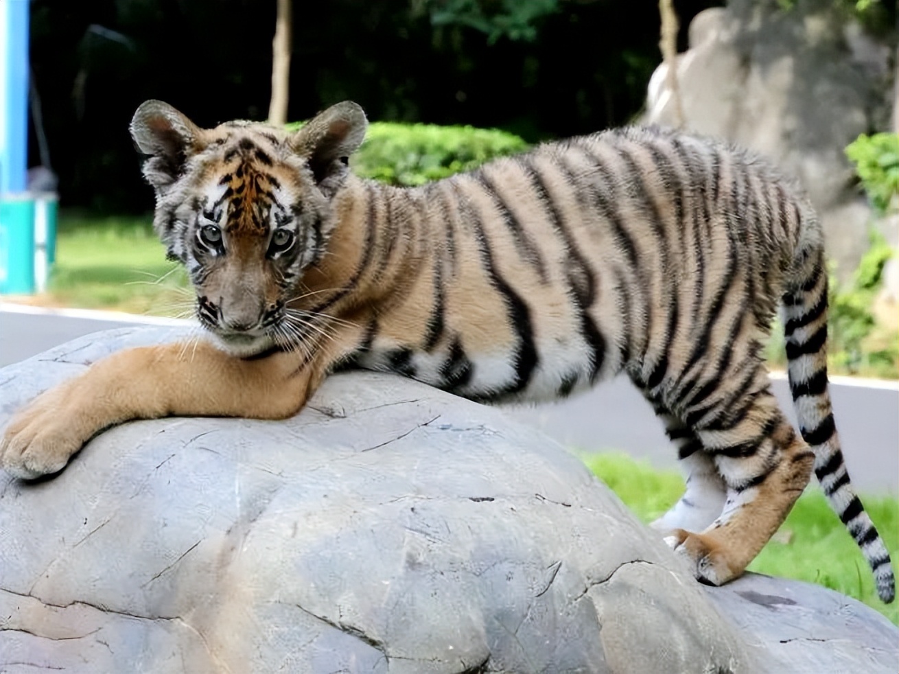 letsgo一周目图文攻略,letsgo图鉴攻略