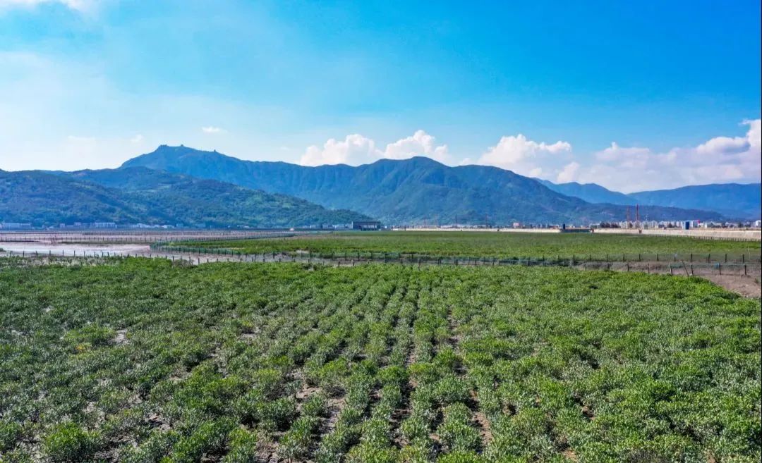 当红树林向北挺进1°