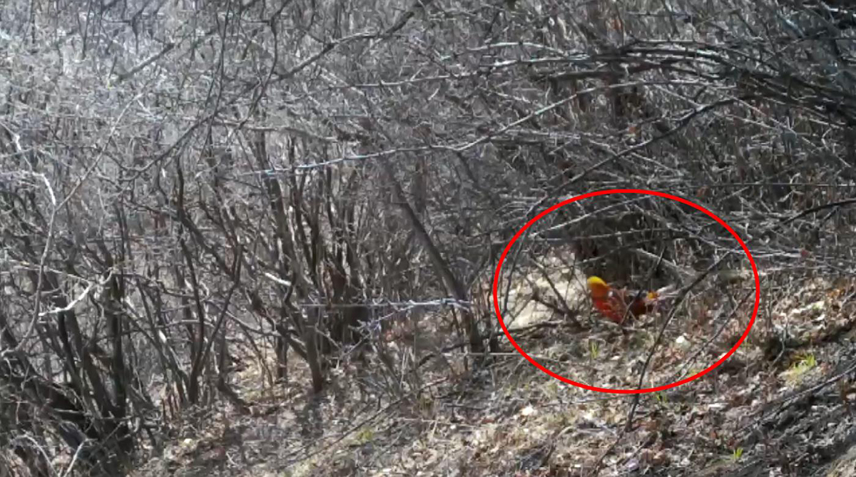 山西深山发现金凤凰,山西老人在山上发现金凤凰