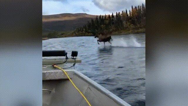 超级血液代表着什么,超级血液是啥